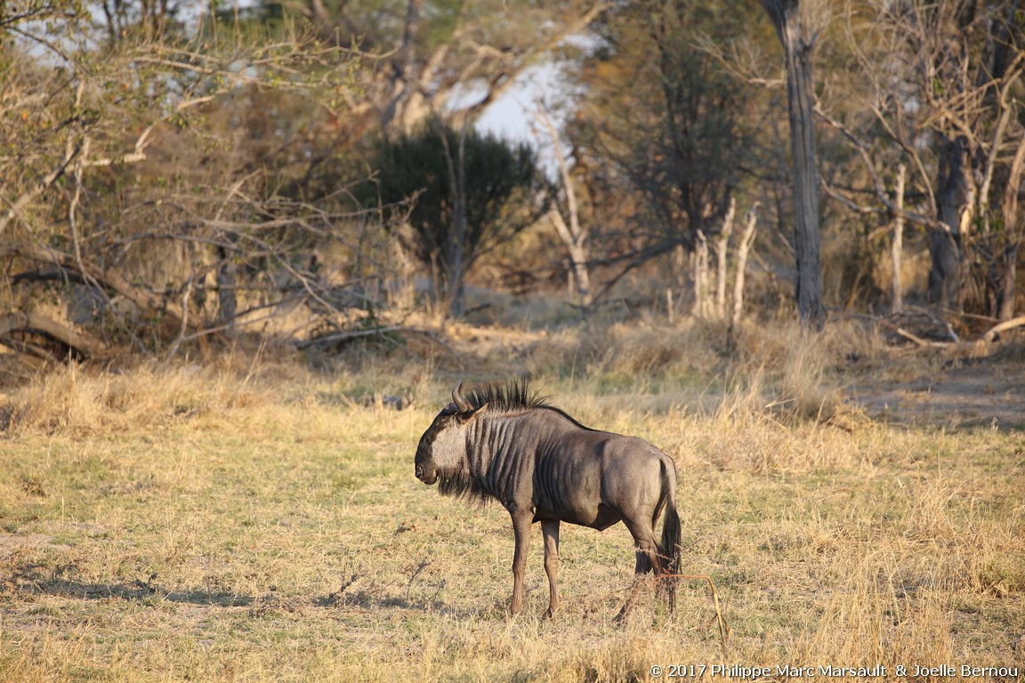 /ecran/Botswana_2017_0472.jpg