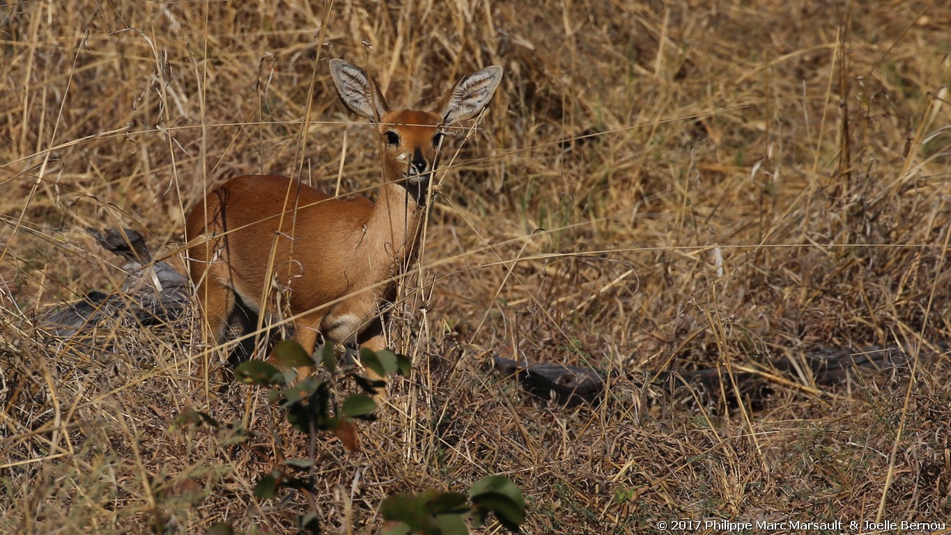 /ecran/Botswana_2017_0492.jpg