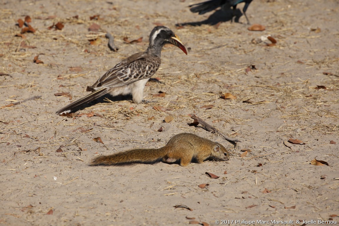 /ecran/Botswana_2017_0506.jpg