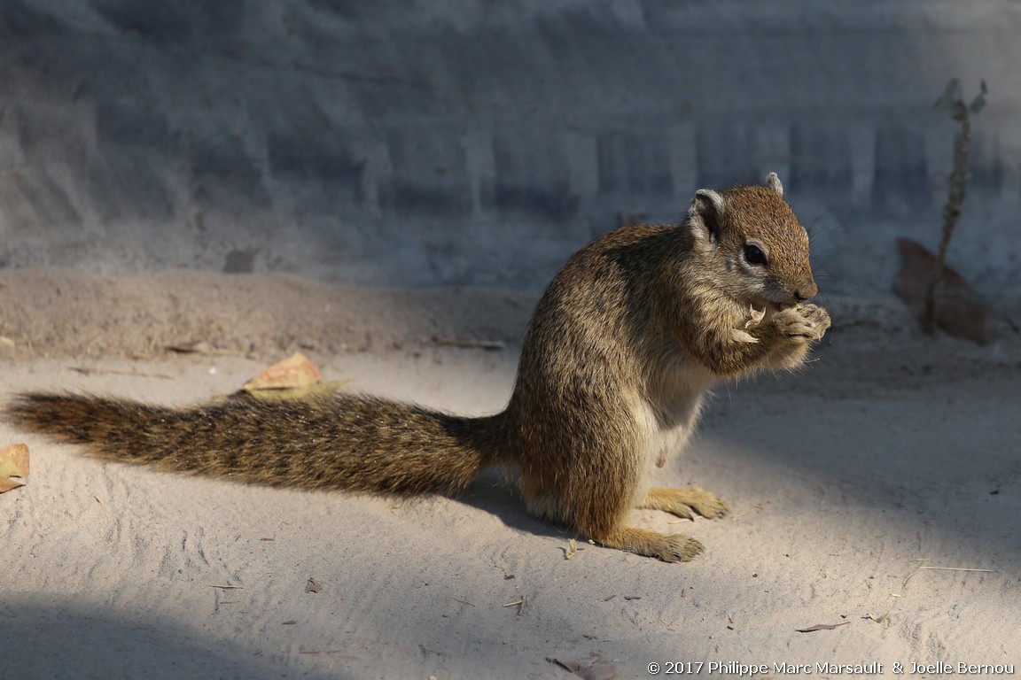 /ecran/Botswana_2017_0509.jpg