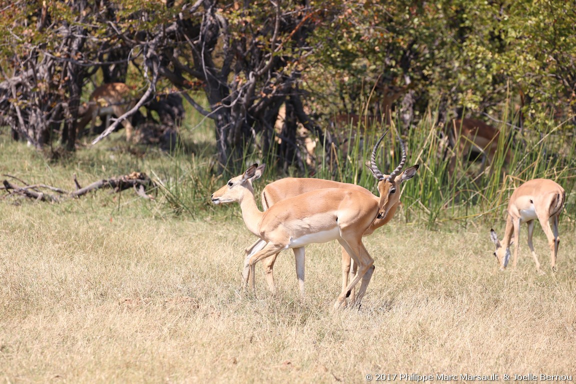 /ecran/Botswana_2017_0538.jpg