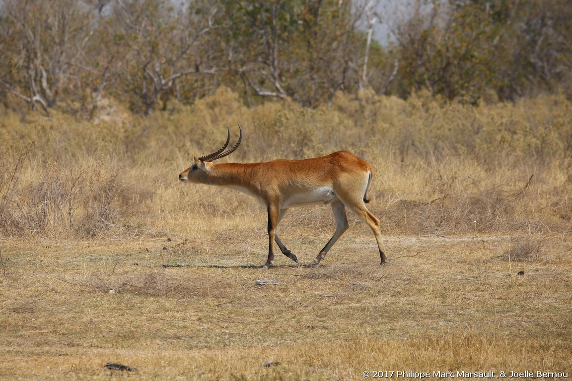 /ecran/Botswana_2017_0560.jpg