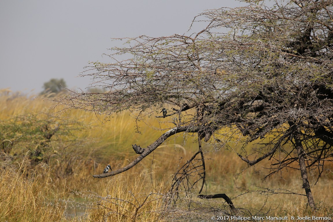 /ecran/Botswana_2017_0585.jpg