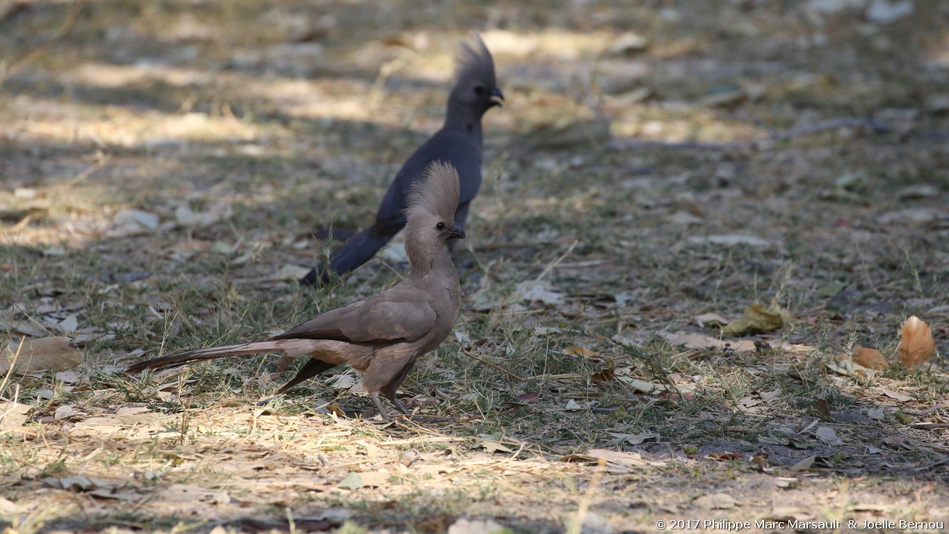 /ecran/Botswana_2017_0588.jpg