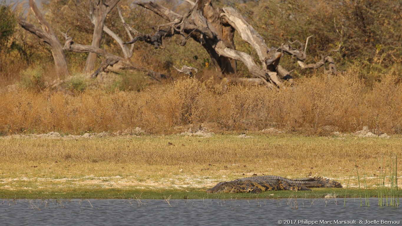 /ecran/Botswana_2017_0591.jpg