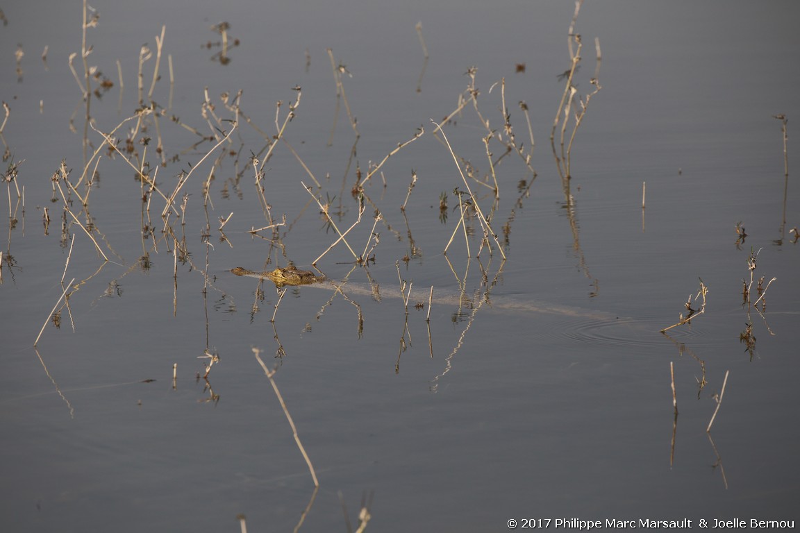 /ecran/Botswana_2017_0592.jpg