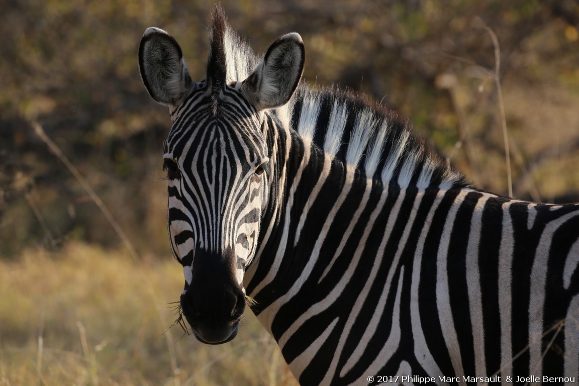 /ecran/Botswana_2017_0612.jpg