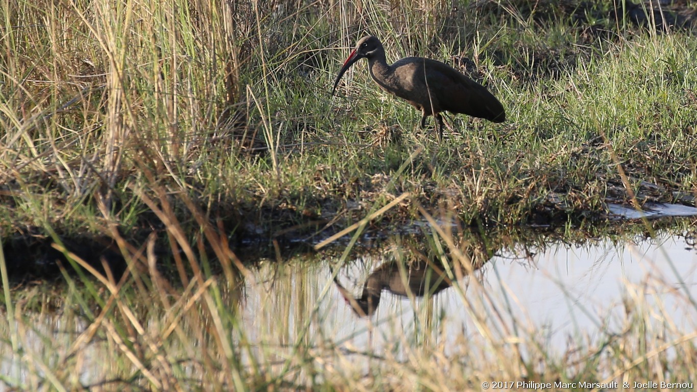 /ecran/Botswana_2017_0614.jpg