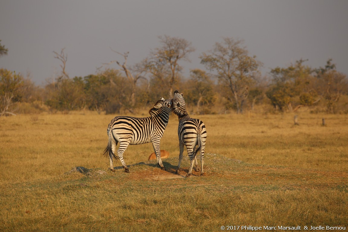 /ecran/Botswana_2017_0816.jpg