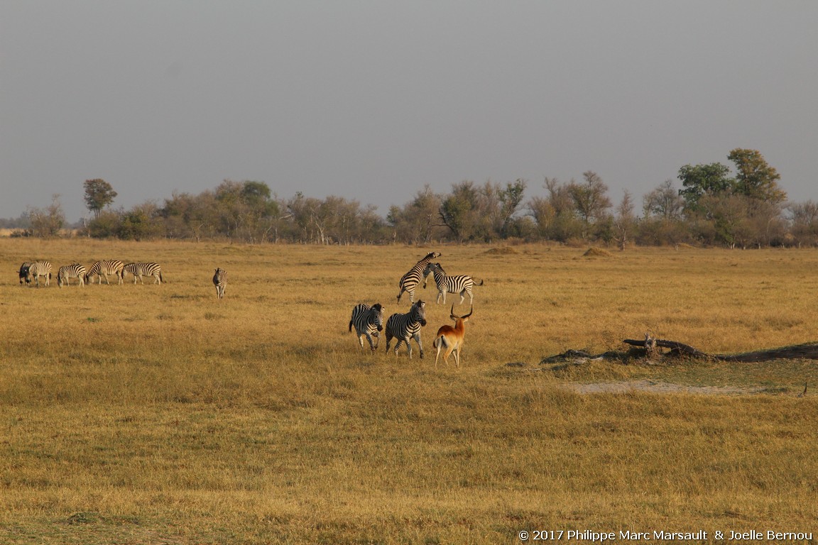 /ecran/Botswana_2017_0820.jpg