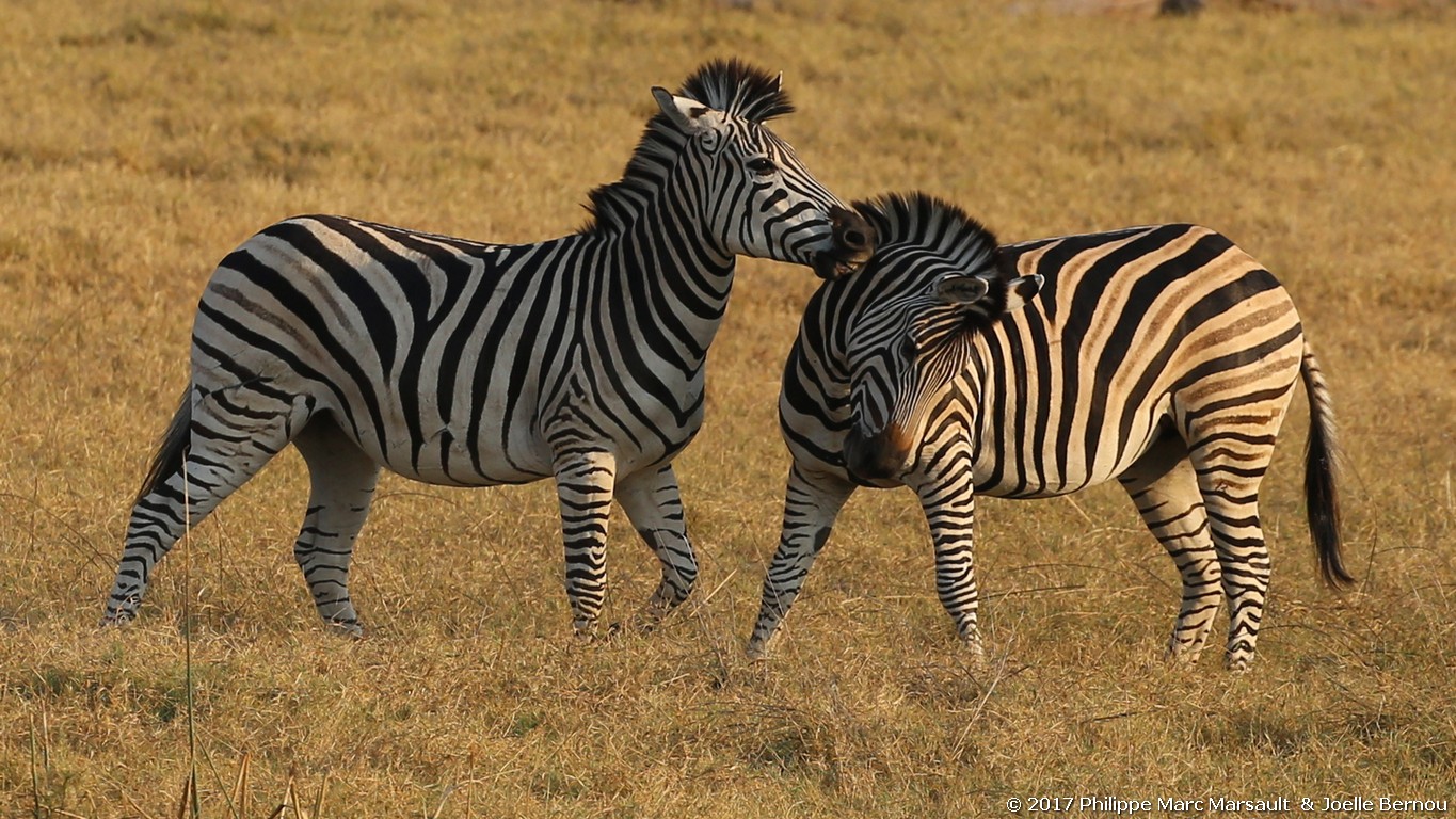 /ecran/Botswana_2017_0821.jpg