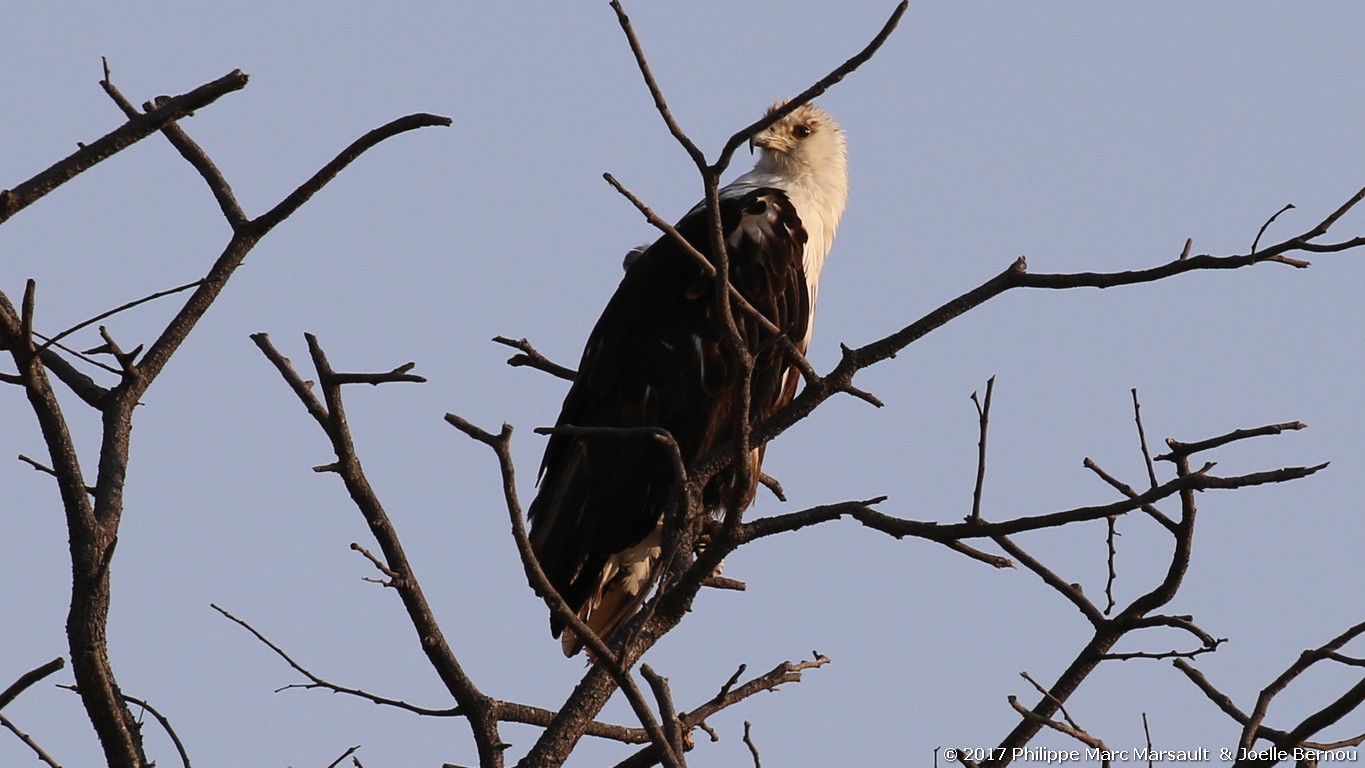 /ecran/Botswana_2017_0822.jpg