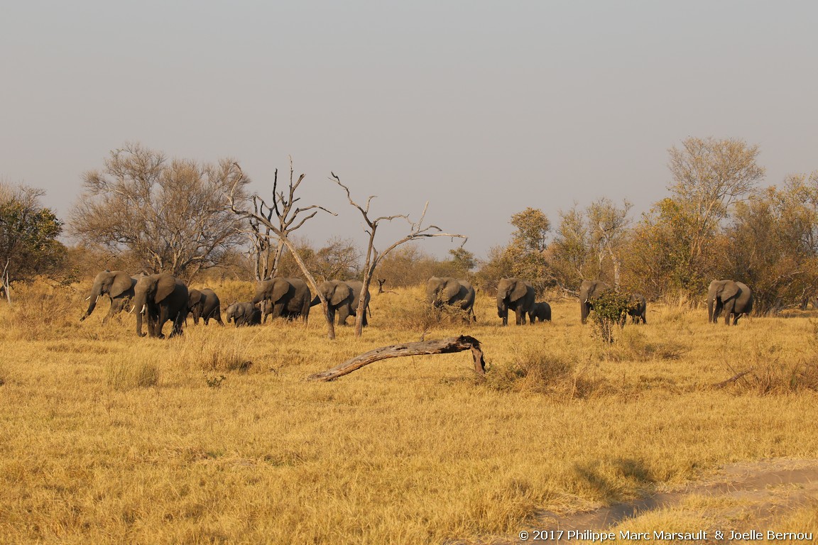 /ecran/Botswana_2017_0825.jpg