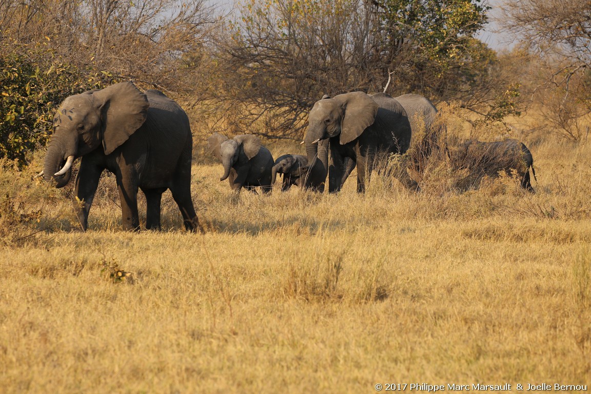 /ecran/Botswana_2017_0827.jpg