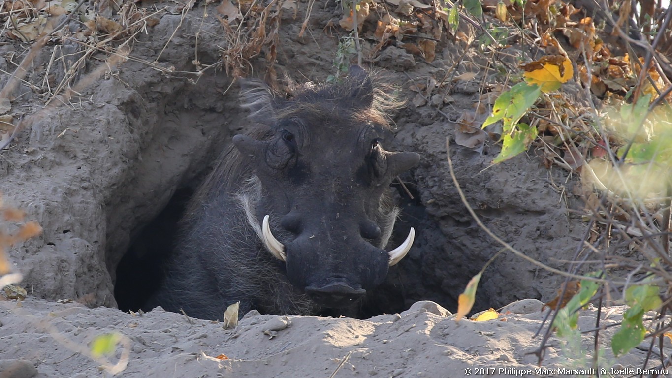 /ecran/Botswana_2017_0837.jpg