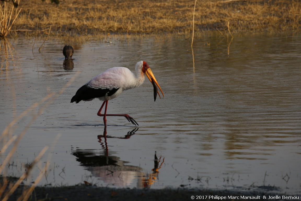 /ecran/Botswana_2017_0852.jpg