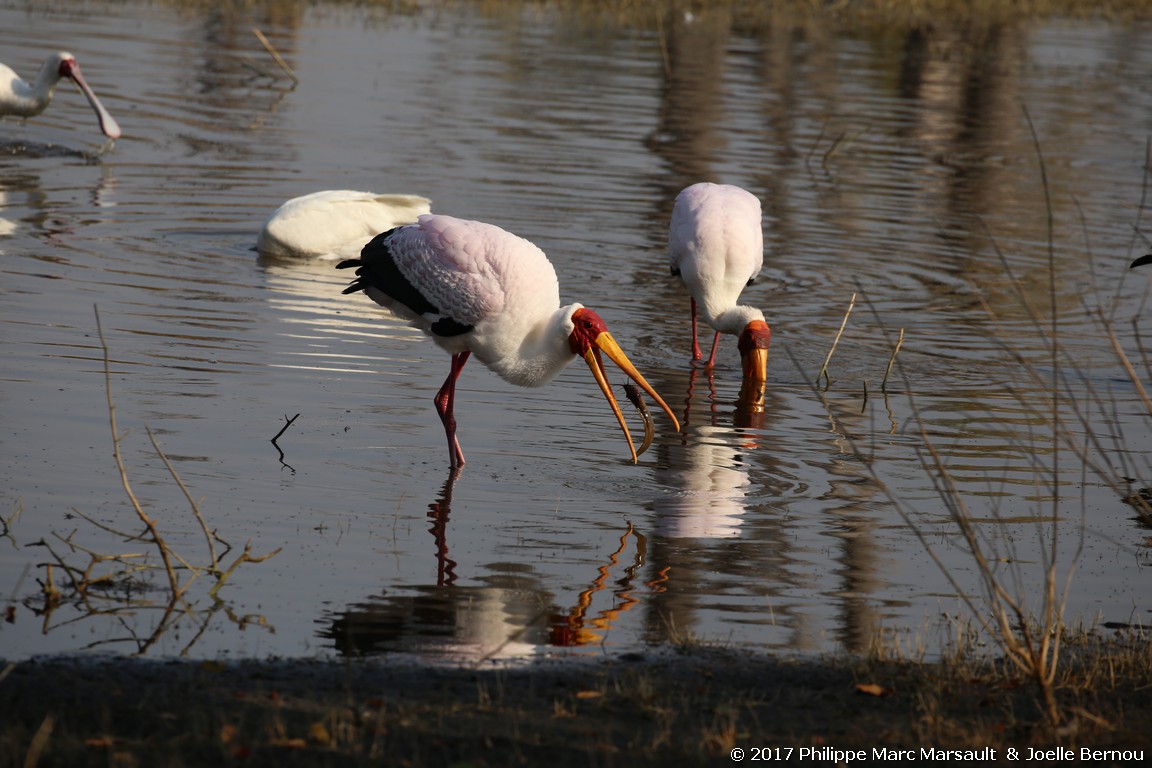 /ecran/Botswana_2017_0858.jpg