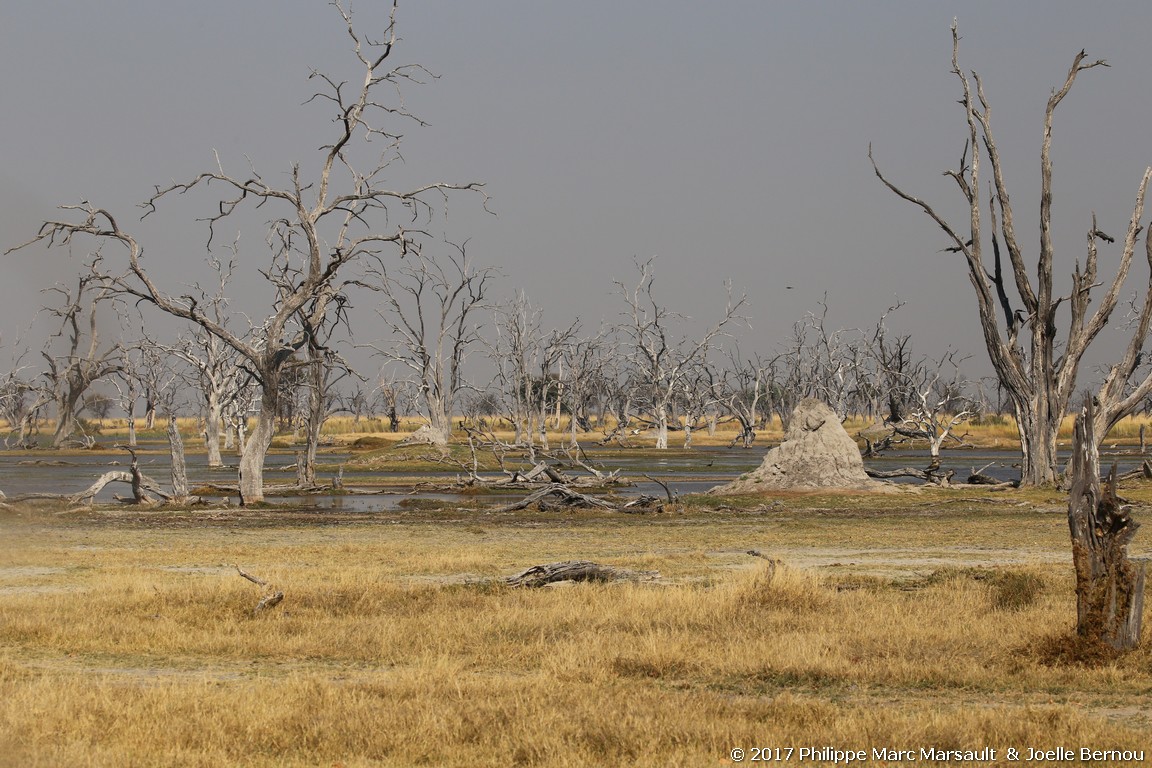 /ecran/Botswana_2017_0875.jpg