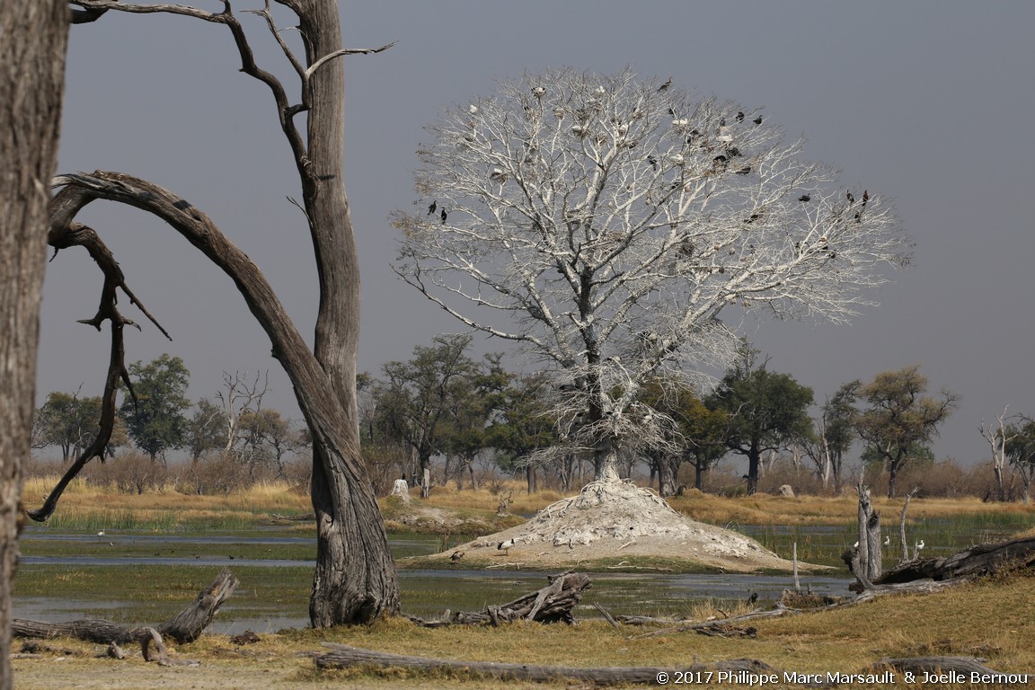 /ecran/Botswana_2017_0876.jpg