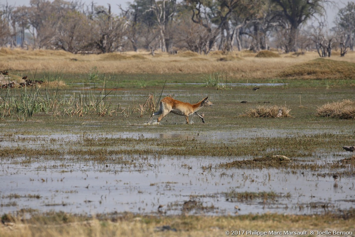 /ecran/Botswana_2017_0877.jpg