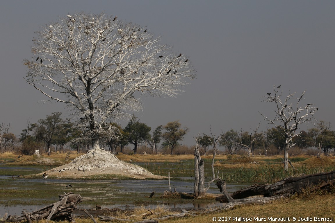 /ecran/Botswana_2017_0880.jpg