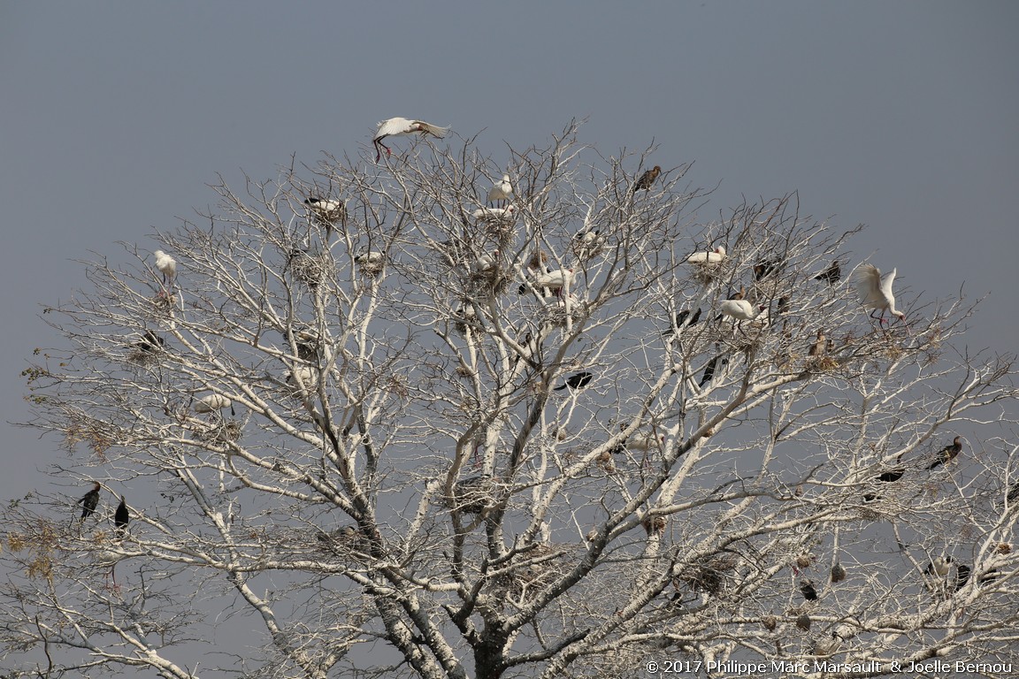 /ecran/Botswana_2017_0886.jpg