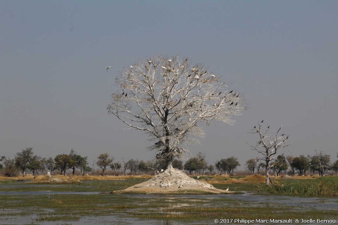 /ecran/Botswana_2017_0894.jpg