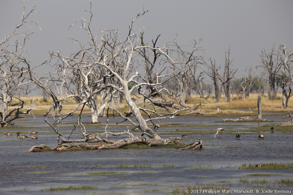 /ecran/Botswana_2017_0897.jpg