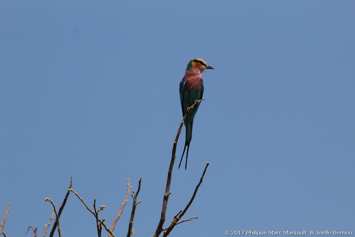 /ecran/Botswana_2017_0906.jpg