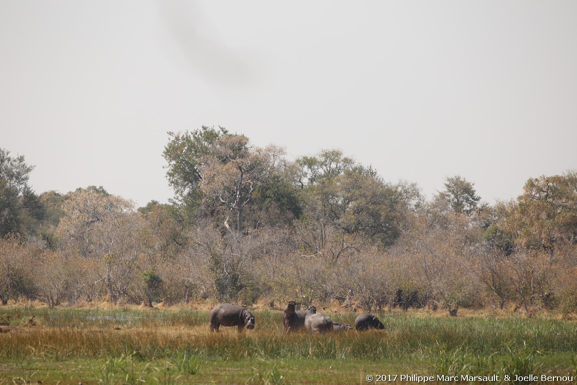 /ecran/Botswana_2017_0908.jpg