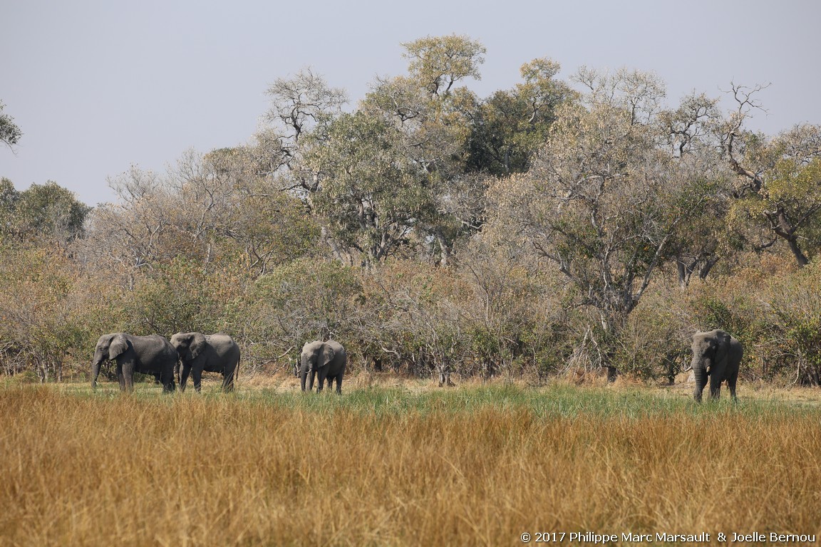 /ecran/Botswana_2017_0909.jpg