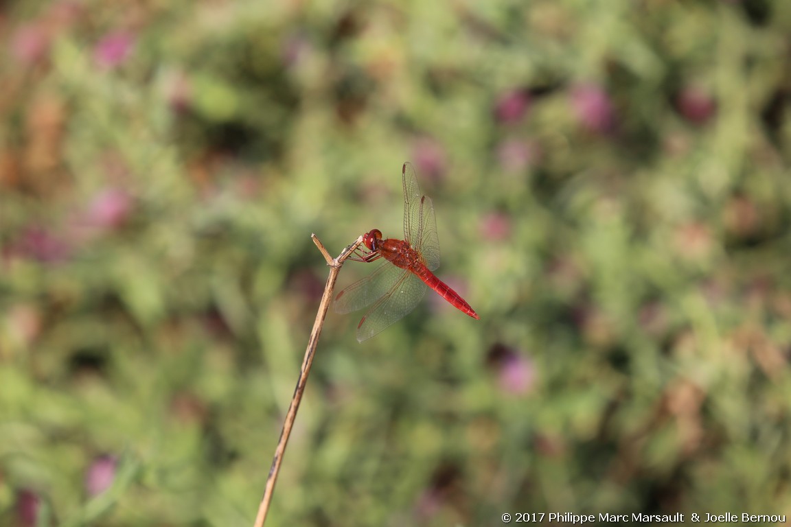 /ecran/Botswana_2017_0910.jpg