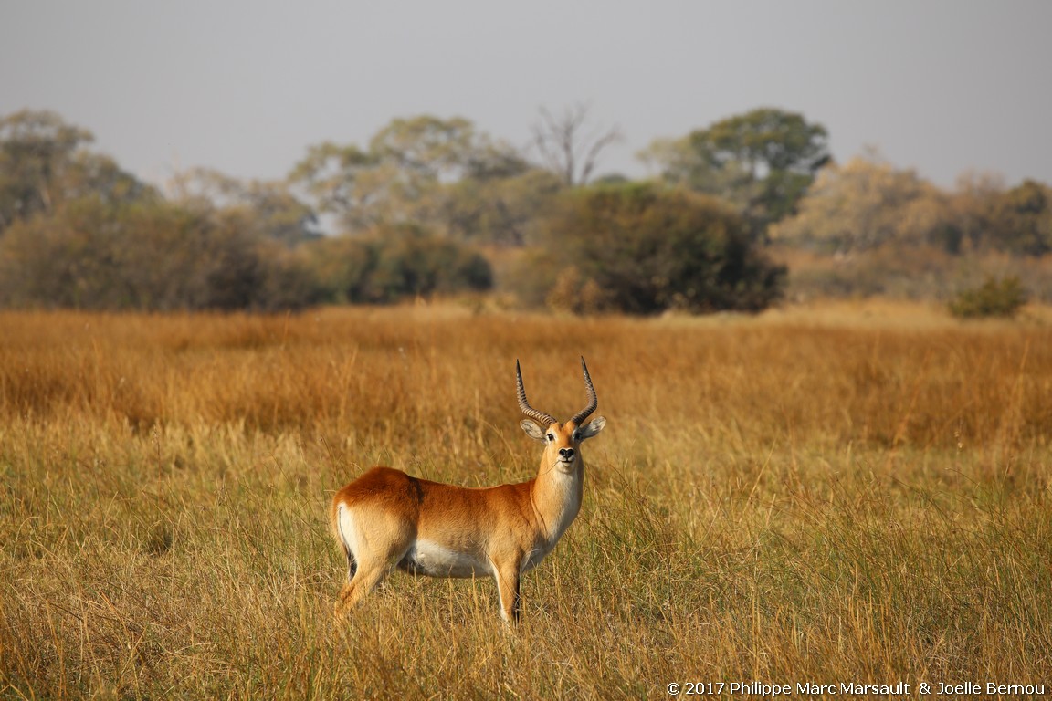 /ecran/Botswana_2017_0919.jpg