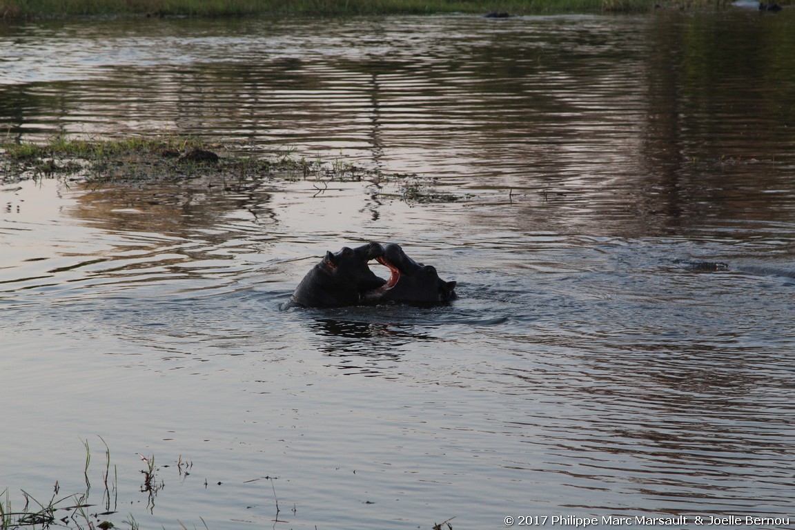 /ecran/Botswana_2017_0949.jpg