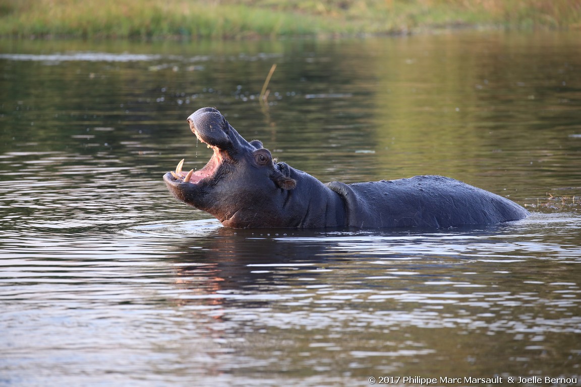 /ecran/Botswana_2017_0958.jpg