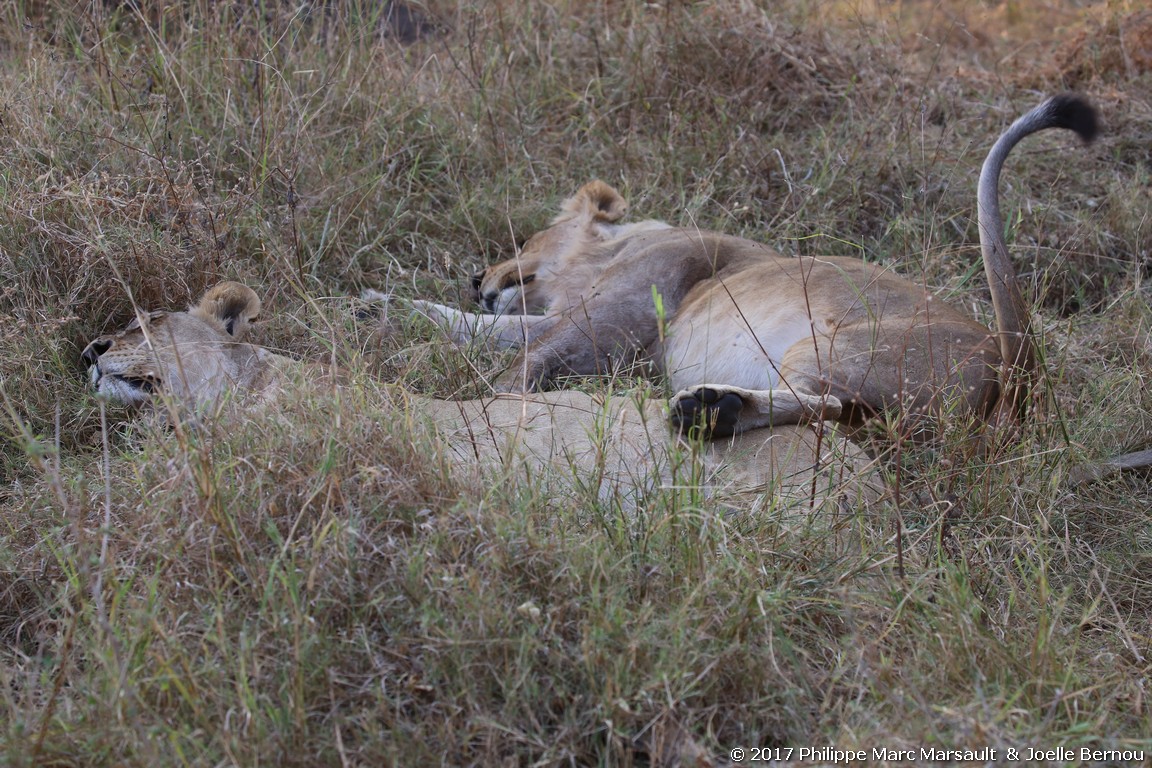 /ecran/Botswana_2017_0963.jpg