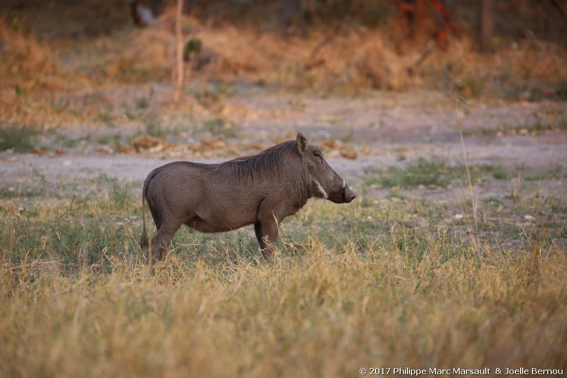 /ecran/Botswana_2017_0965.jpg