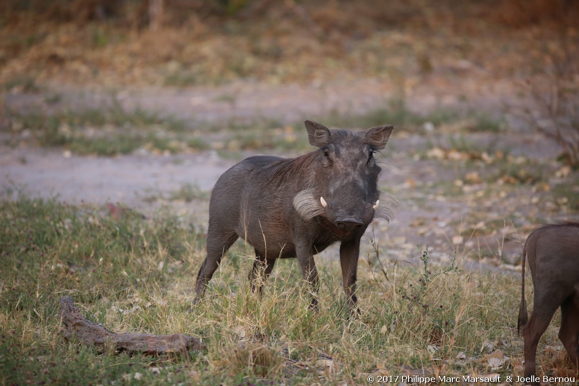 /ecran/Botswana_2017_0967.jpg