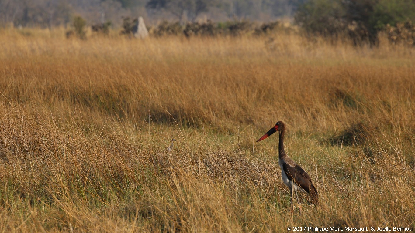 /ecran/Botswana_2017_0971.jpg