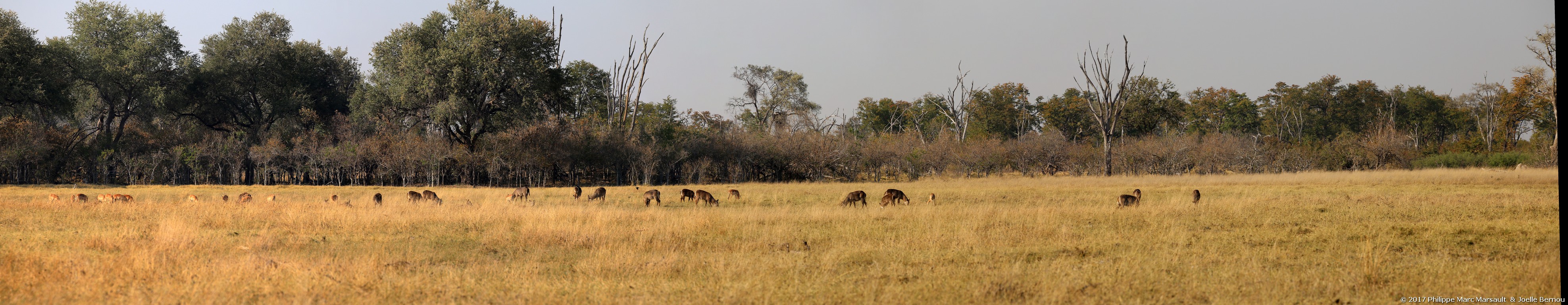 /ecran/Botswana_2017_0977.jpg