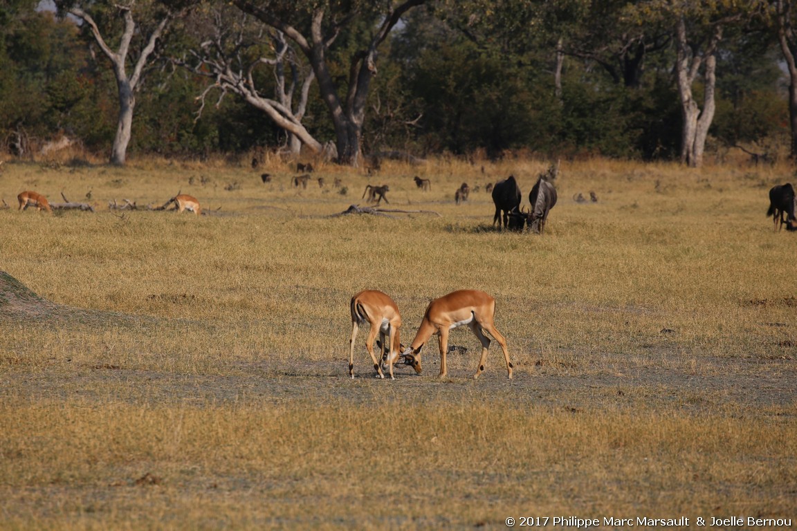 /ecran/Botswana_2017_0981.jpg