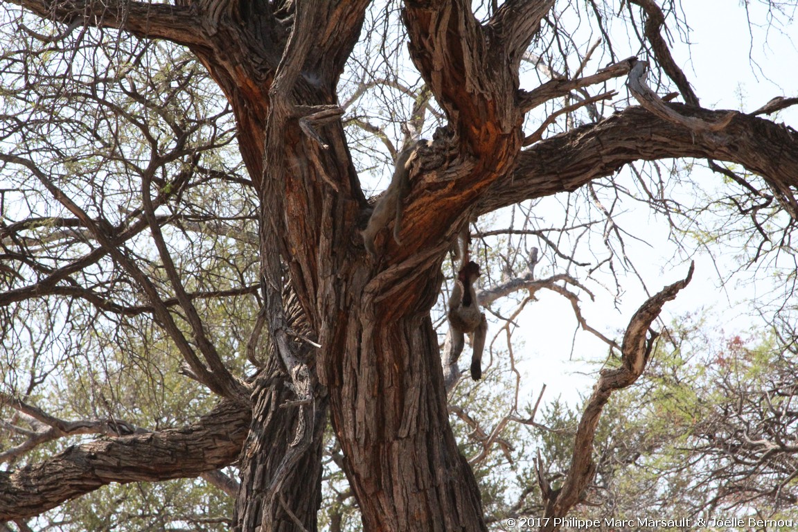 /ecran/Botswana_2017_0989.jpg