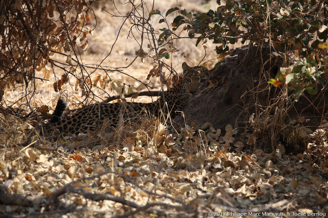 /ecran/Botswana_2017_0991.jpg