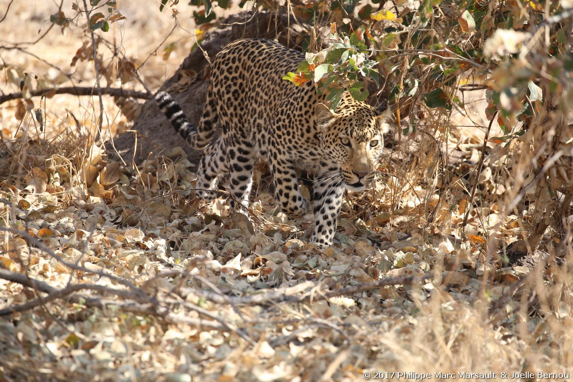 /ecran/Botswana_2017_1004.jpg