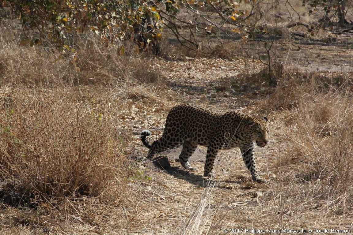 /ecran/Botswana_2017_1012.jpg