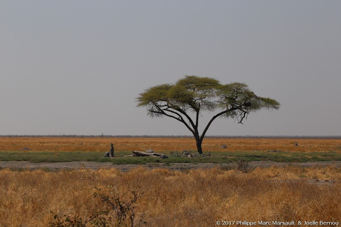 /ecran/Botswana_2017_1022.jpg