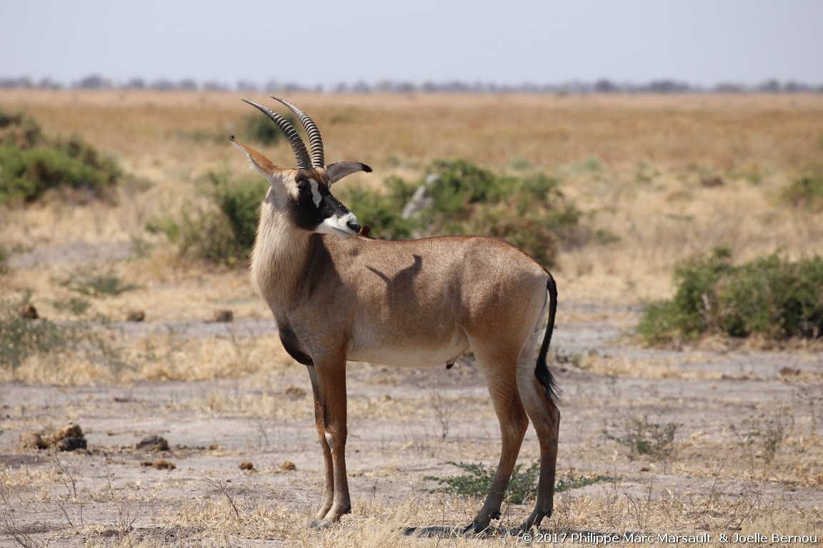 /ecran/Botswana_2017_1023.jpg