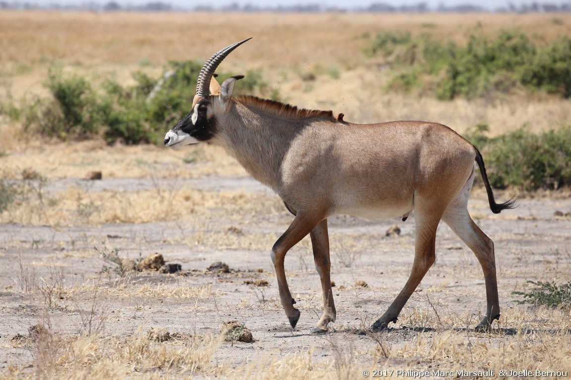 /ecran/Botswana_2017_1025.jpg