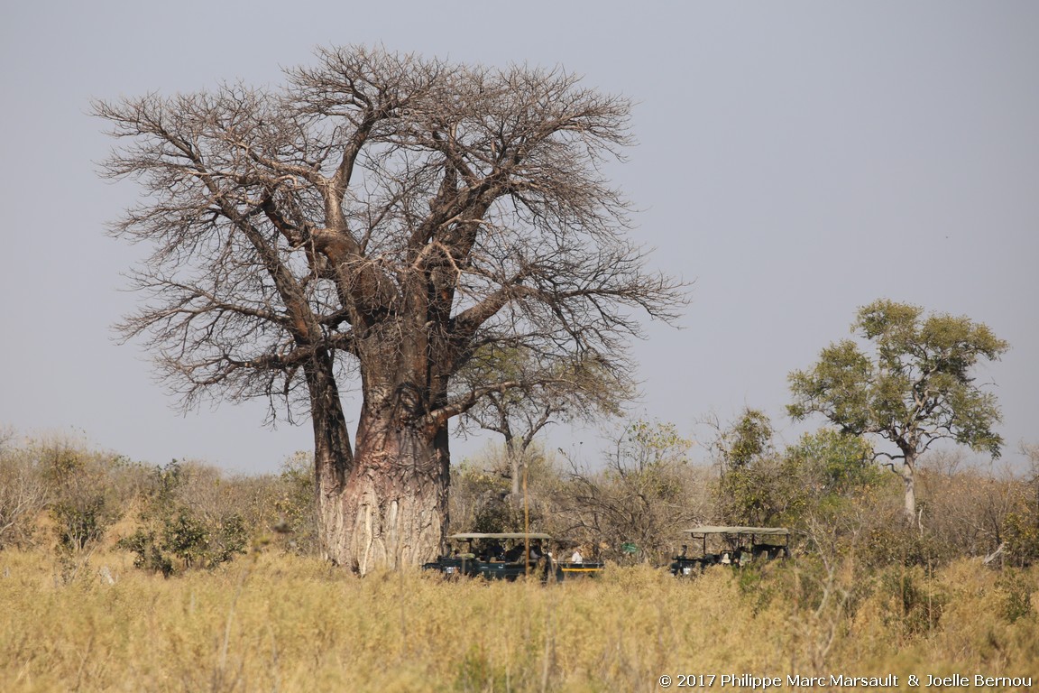 /ecran/Botswana_2017_1034.jpg