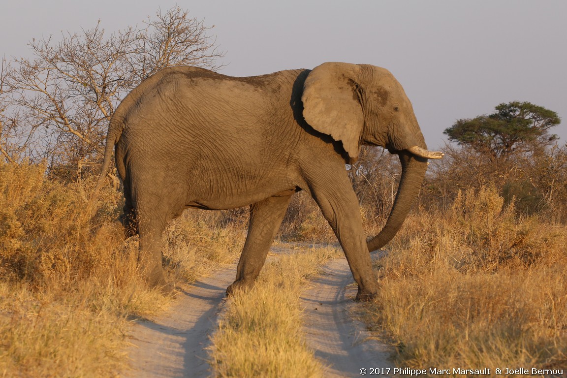 /ecran/Botswana_2017_1060.jpg